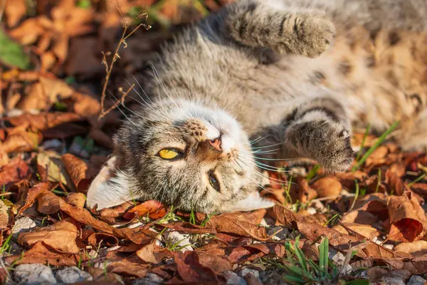 Gatto Grigio Una Passeggiata — Foto Stock