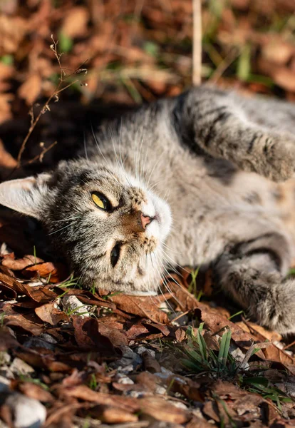 Gato Gris Caminando Jardín — Foto de Stock