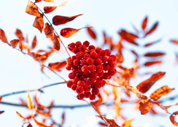 Buah Rowan Pada Cabang — Stok Foto