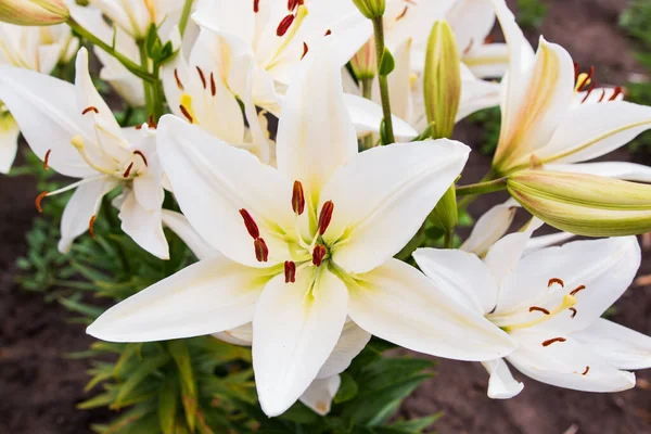 Bahçedeki Beyaz Zambak Çiçekleri — Stok fotoğraf