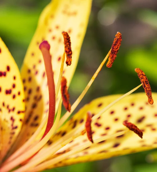 Giglio Giallo Fiore Con Macchie Rosse — Foto Stock