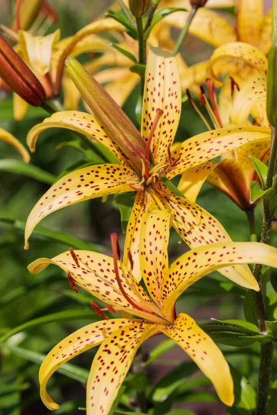 Gelbe Lilienblüte Mit Roten Flecken — Stockfoto