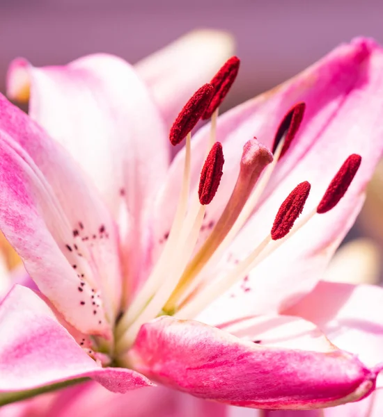Pembe Beyaz Yapraklı Zambak Çiçekleri — Stok fotoğraf