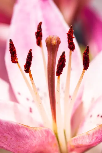 Fiori Giglio Con Petali Rosa Bianchi — Foto Stock