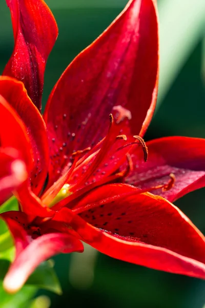 Bahçedeki Kırmızı Zambak Çiçekleri — Stok fotoğraf