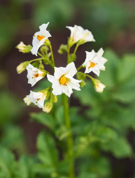 Blommor Potatis Gren — Stockfoto
