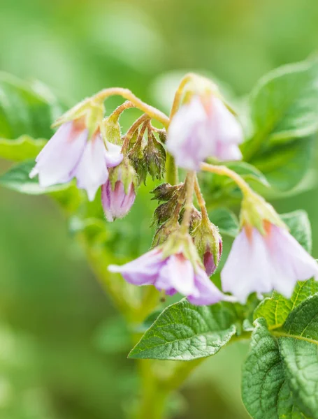 枝にジャガイモの花を咲かせ — ストック写真