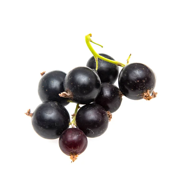 Black Currant Berries White Background — Stock Photo, Image