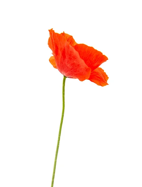 Flor Amapola Roja Sobre Fondo Blanco — Foto de Stock