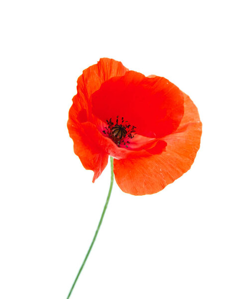 красный цветок мака на белом фоне