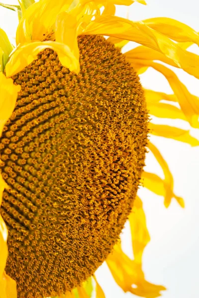 Solros Blommor Fältet Som Bakgrund — Stockfoto
