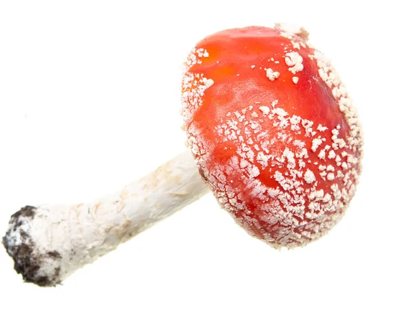 带有白点的红蘑菇 — 图库照片