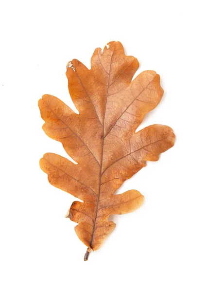 Dedaunan Oak Musim Gugur Pada Latar Belakang Putih — Stok Foto