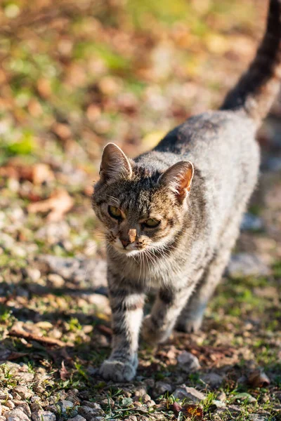 Gray Cat Walking Garden Stock Picture