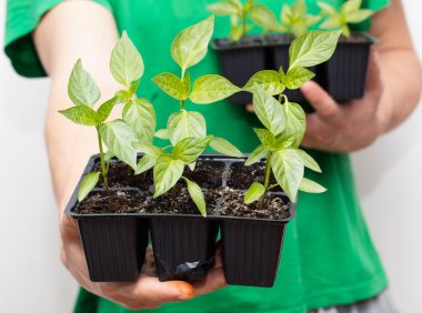 Elinde taze biber filizleri