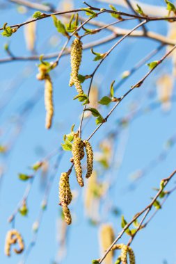 Küpeli huş dalları