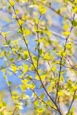 Genç huş yaprakları mavi gökyüzüne karşı