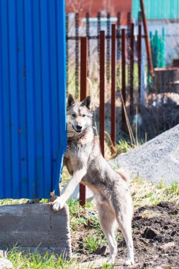 Köpek çitlerin arkasında.