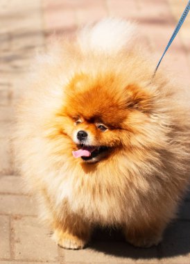 Tüylü kırmızı köpek yürüyüşe çıkmış.