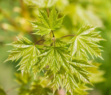 yeşil akçaağaç yaprakları