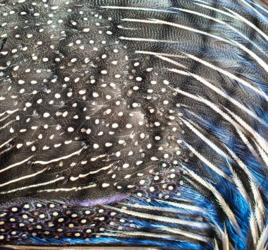 Arkaplan olarak benekleri olan kuş tüyleri