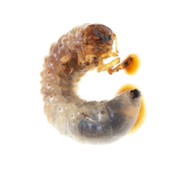 Beyaz arka planda böcek larvası