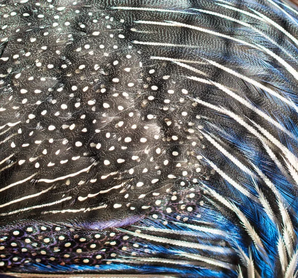 Arkaplan olarak benekleri olan kuş tüyleri