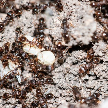 Ormanda yumurtalı karıncalar