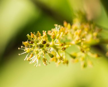 Üzümlerin çiçek açan dalı