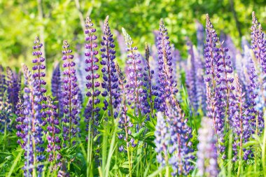 Tarlada leylak çiçekleri