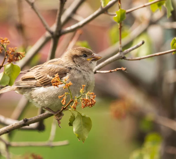 Ağaçtaki serçe kuşu.