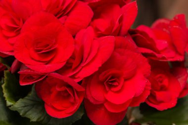 kırmızı güllerin çiçekleri