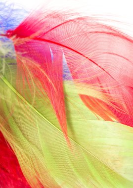 arka plan olarak çok renkli tüyler