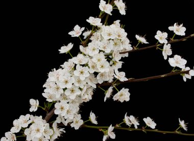 Bir dalda kiraz çiçekleri