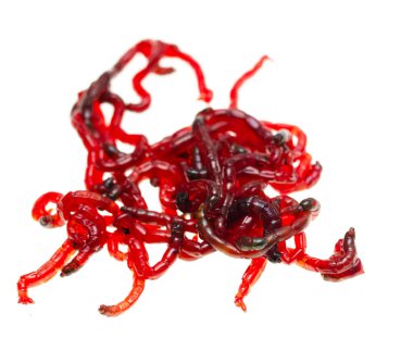 Beyaz arka planda balık tutmak için kırmızı solucanlar.