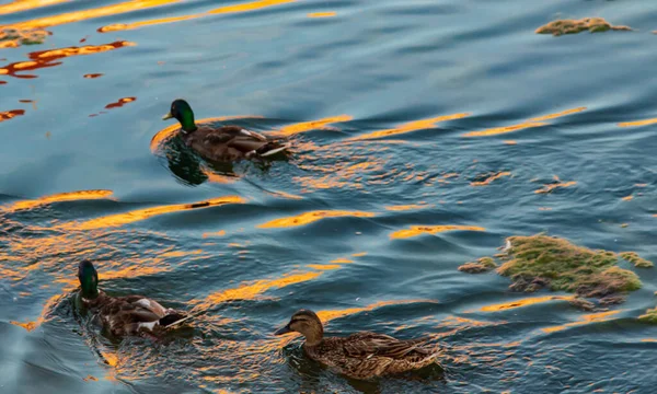 Kachny Vodě Při Západu Slunce — Stock fotografie