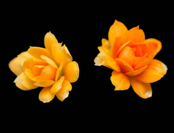 Liten Orange Blomma Svart Bakgrund — Stockfoto