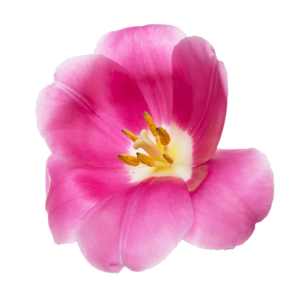 Tulipán Rosa Sobre Fondo Blanco — Foto de Stock