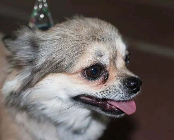 小さなサラブレッドの犬 — ストック写真