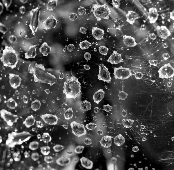 Gotas Água Como Fundo — Fotografia de Stock