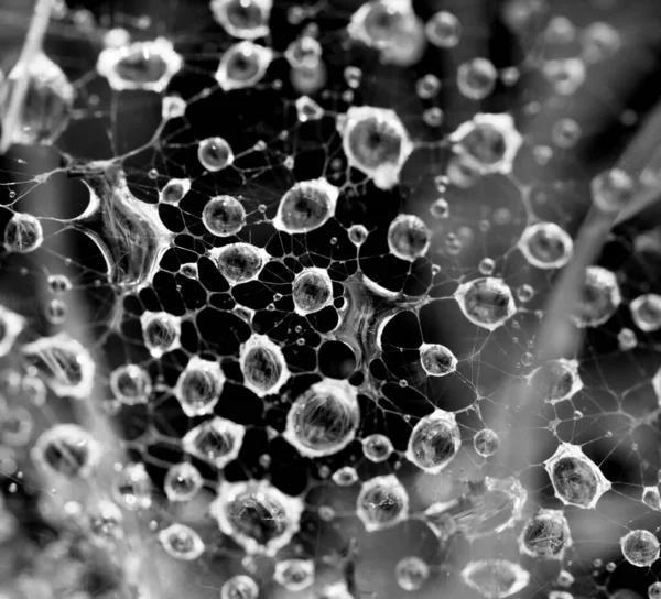 Gotas Água Como Fundo — Fotografia de Stock