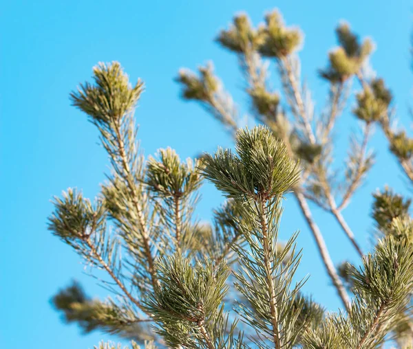 Pine Branches Sky — Stock Photo, Image