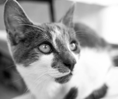 Siyah benekli beyaz kedi.