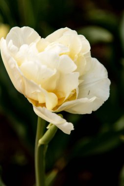 Bahçesinde sarı bir renk olan beyaz lale