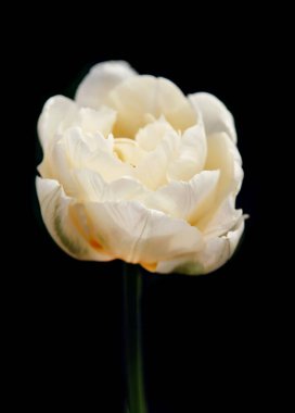 Bahçesinde sarı bir renk olan beyaz lale