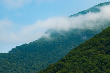 Arkaplan olarak dağ bitki örtüsü