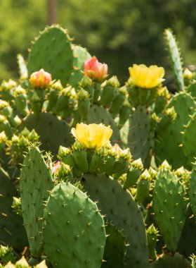 Dikenli ve çiçekli kaktüs çalıları
