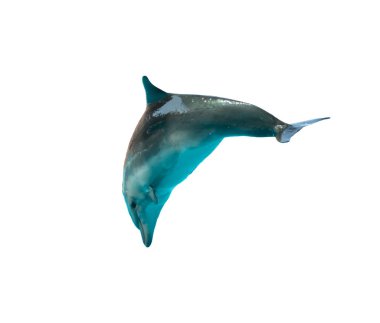 Yunus sudan çıkar.