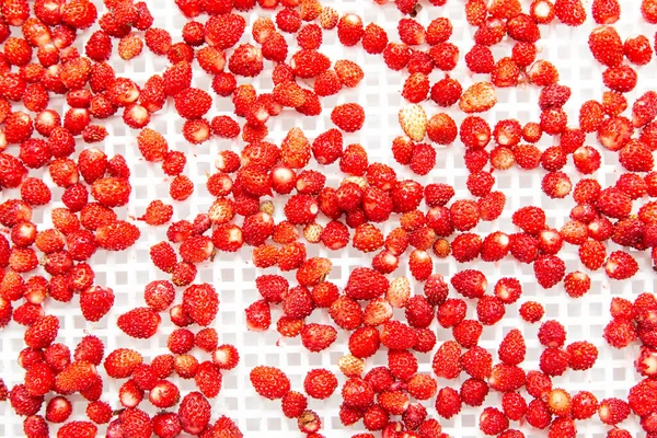 白色背景的野草莓 — 图库照片