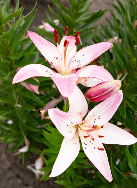 Pembe ve beyaz yapraklı zambak çiçekleri